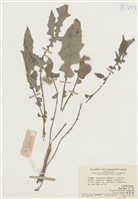 藏品(黃鵪菜)的圖片